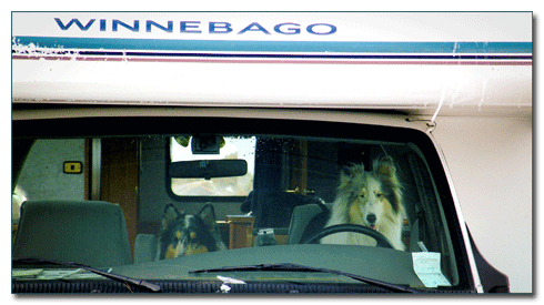 In search of a collie