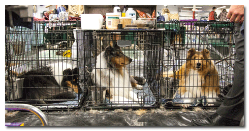 In search of a collie