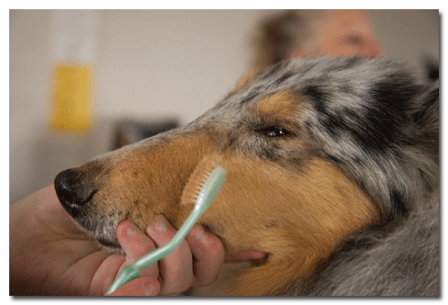 In search of a collie