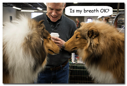 In search of a collie