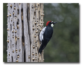 The Acorn Woodpecker!
