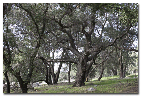 Live Oak woodlands provide the main staple of the Acorn Woodpecker’s diet - acorns.