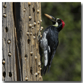 The Acorn Woodpecker!