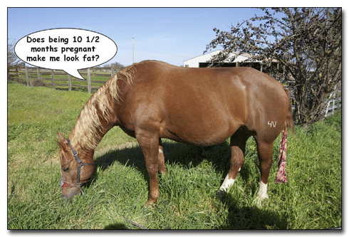 FOAL NEWS NETWORK