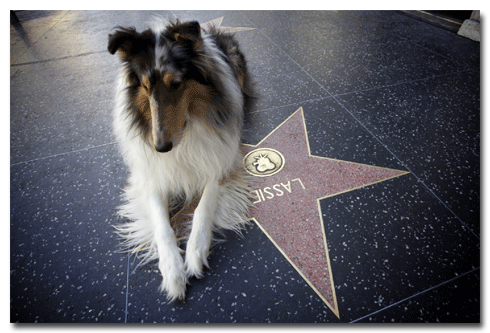 Walk of Fame: Lassie