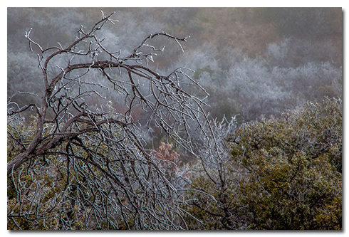 desert in Big Bend Country