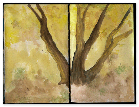 Watercolor of Cottonwood tree.
