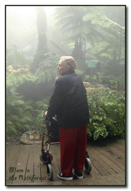 Rain Forest at the San Antonio Botanical Gardens