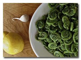 Fiddlehead Ferns