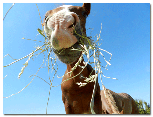 Leroy, American Quarter Horse