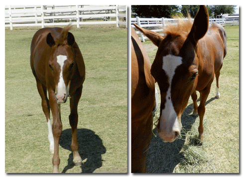 Leroy, American Quarter Horse