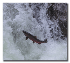 The Salmon Run up the falls and rapids of the Sol Duc River in the heart of Olympic National Park
