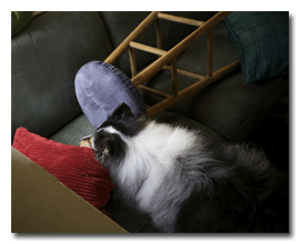 Places & Platypie: Three Years on the Road