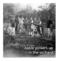 Packing Apples