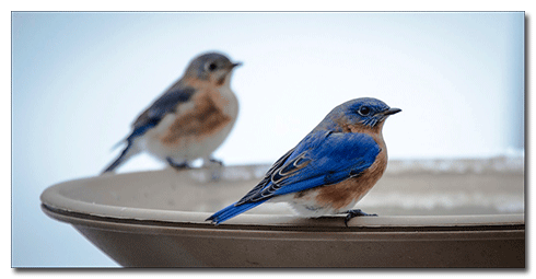 Bluebird of Happiness