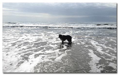 The Winter Beach