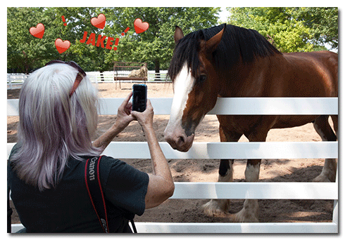 Jake, the Clydesdale star of 2013's Superbowl Commercial.