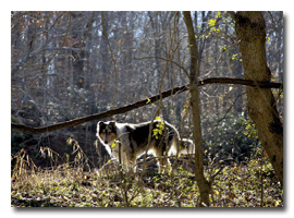 Back-lit Sully strolls along the Dan River.