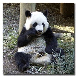 Yang Yang. Atlanta Zoo Panda