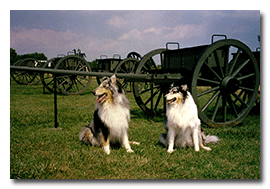 Collies We Have Known and Loved