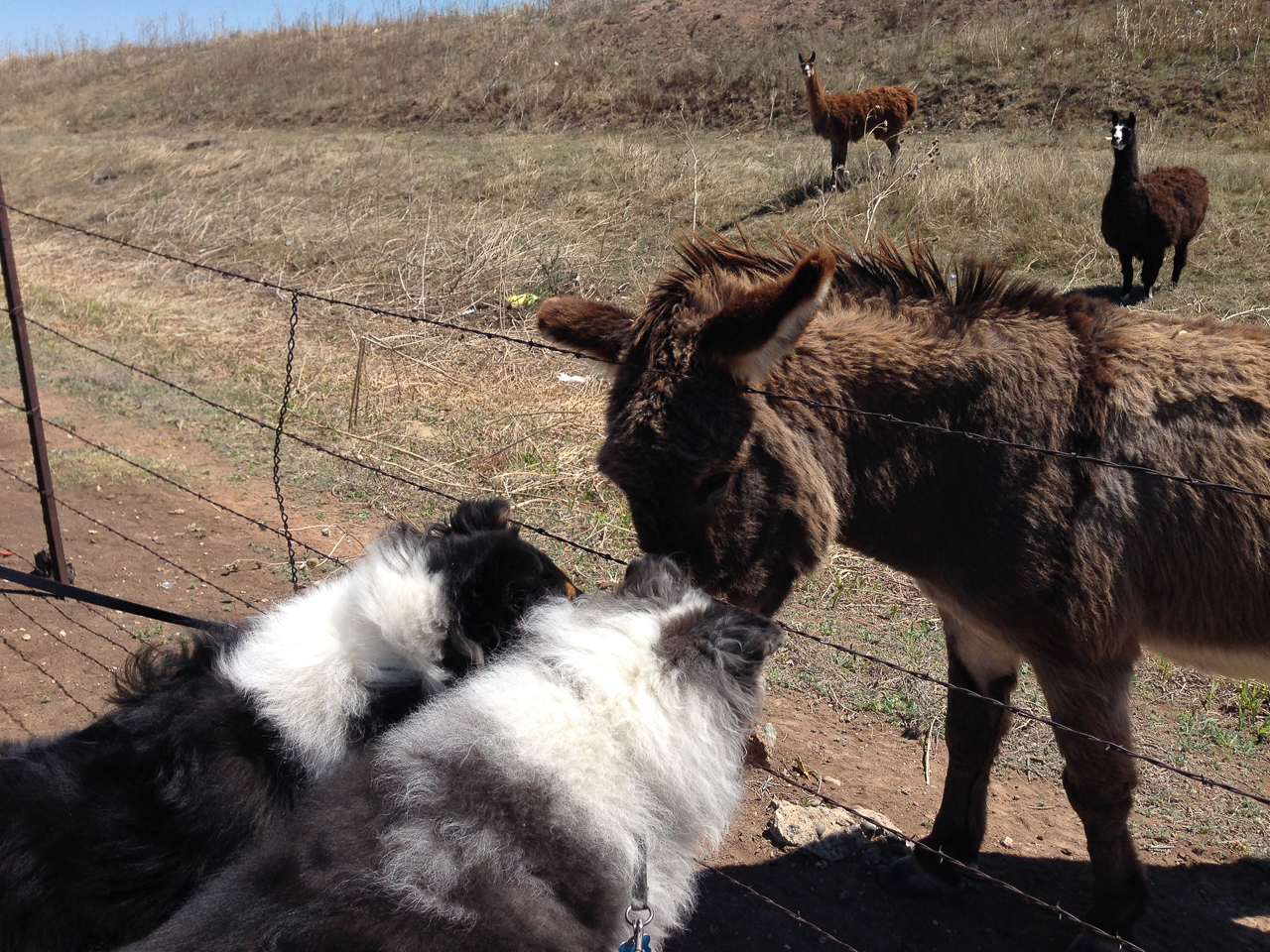 When the time came to leave Amarillo, Sully and Harry Fly took a moment to say good-bye to a few of their new friends.