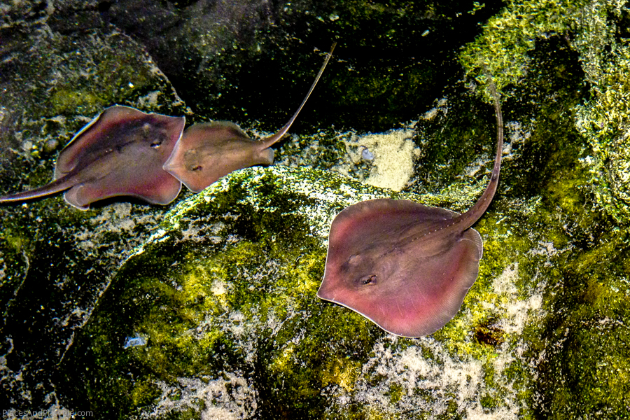 Soft and adorable baby Atlantic Rays, the largest is no bigger than my hand.