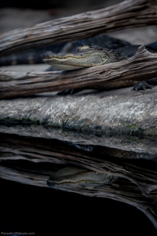 Aligators tend to be rather still.