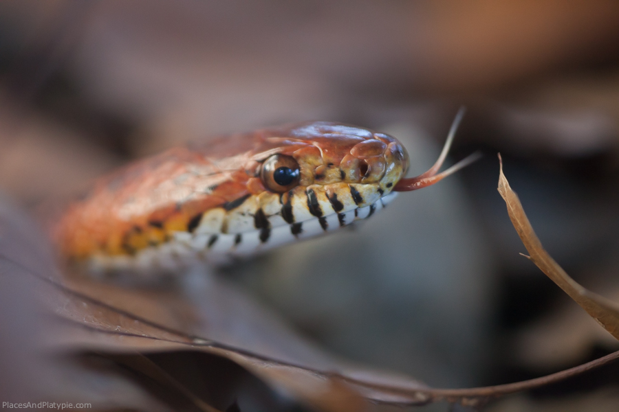 Well, it is either a copperhead or a corn snake. In either case, if I encountered one while out walking, I would not stick around to find out.