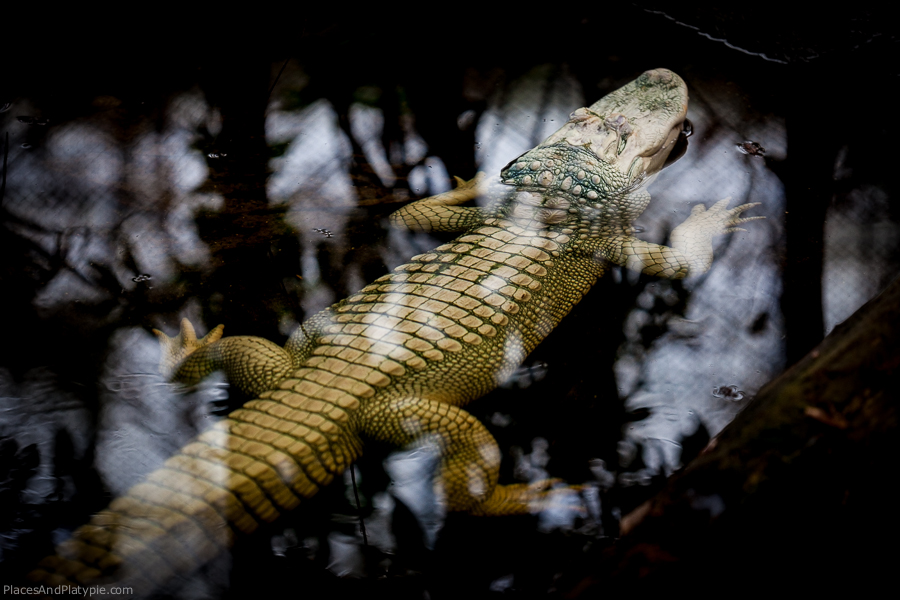 Luna, a four year old albino aligator silently greets visitors.