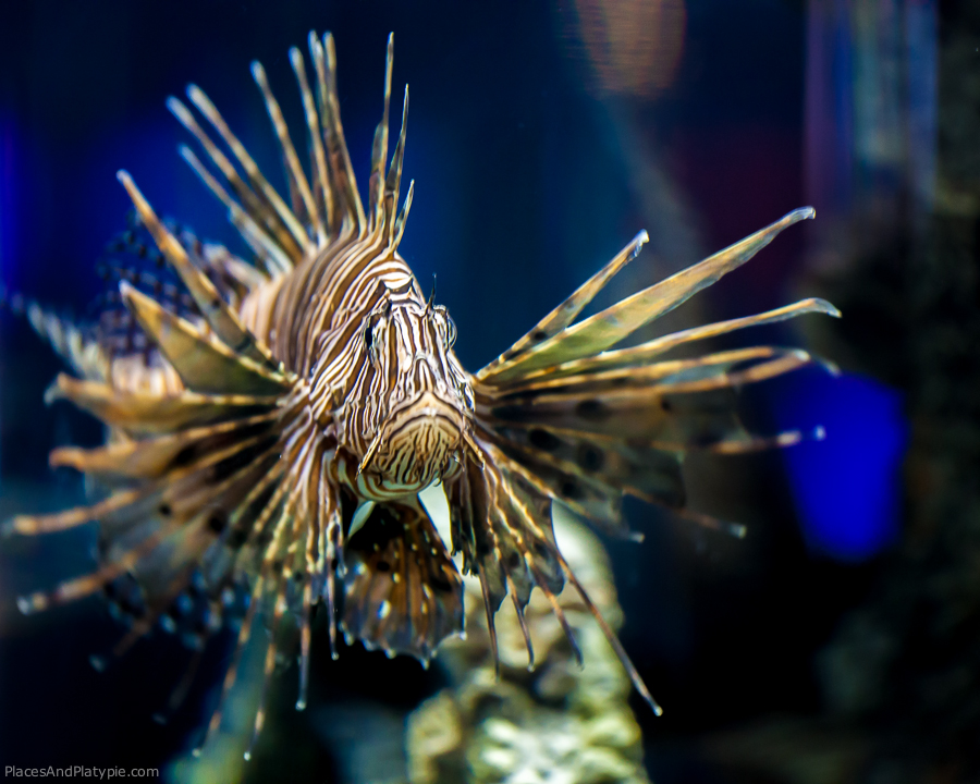 The fabulous LionFish