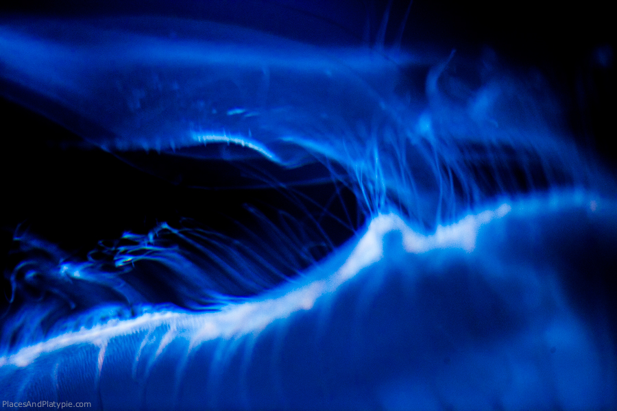 Close-up of jelly