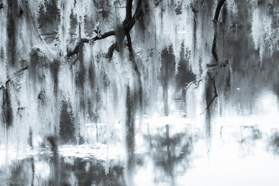 As a couple of kids from New York City, we probably took 150 pictures of the Spanish Moss.
