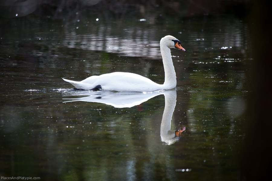 I don't care if Mute Swans are invasive and aggressive, they are still beautiful to watch.