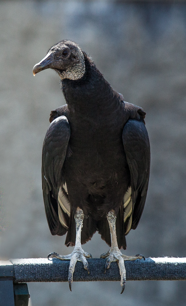 A visiting. tame black vulture outside the north wall