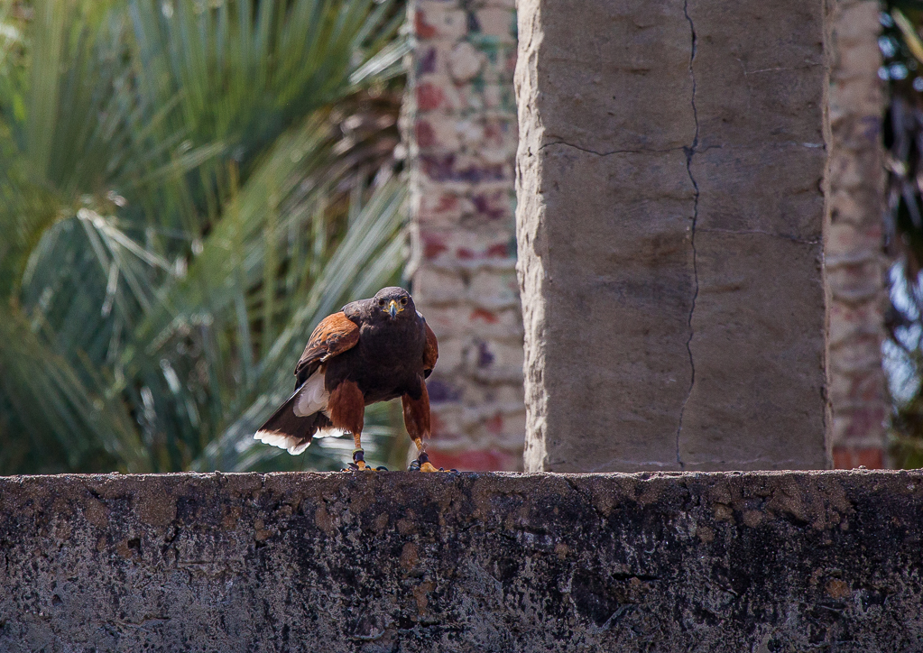 Visting Harris's Hawk on roof
