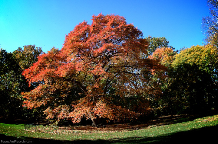 Tupelo tree in the Ramble