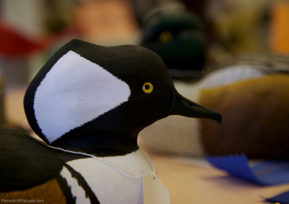 Hooded Merganser