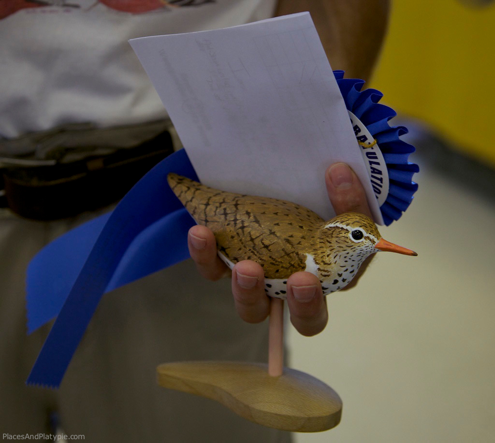 Spotted Sandpiper - First Prize