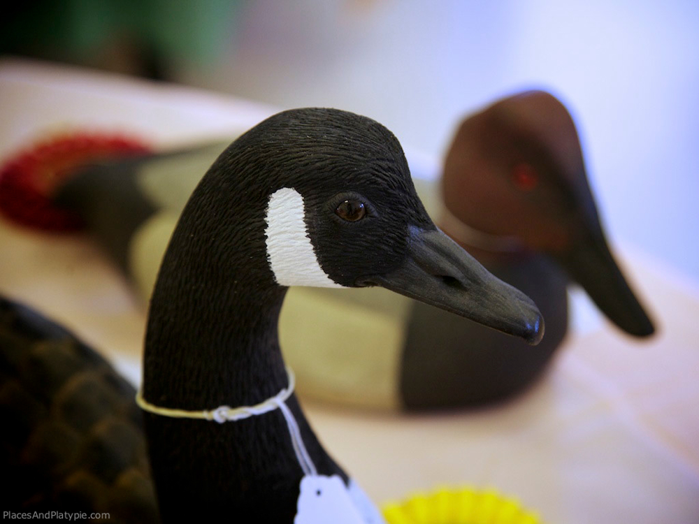 Canada Goose with Canvasback