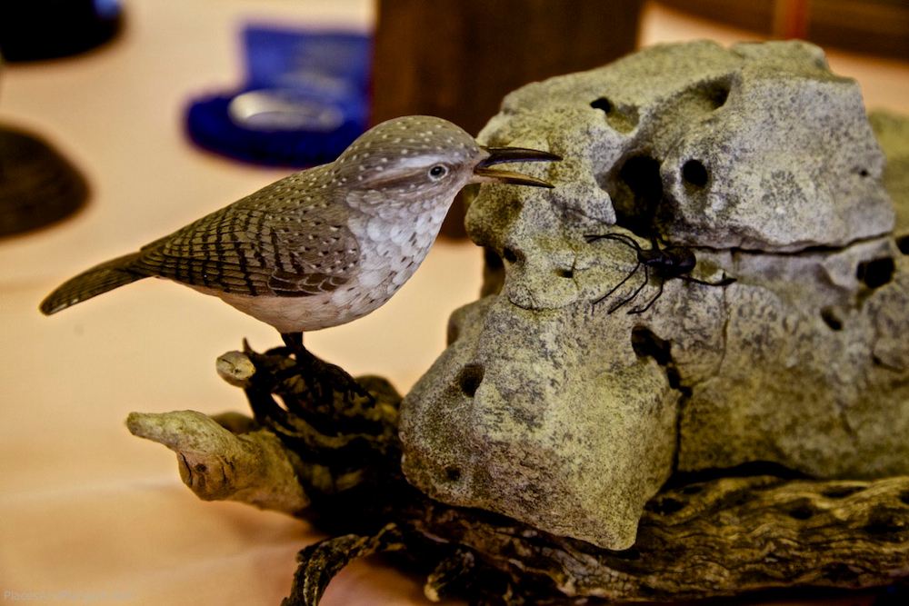 Rock Wren