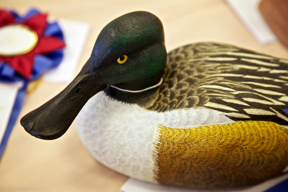 Northern Shoveler