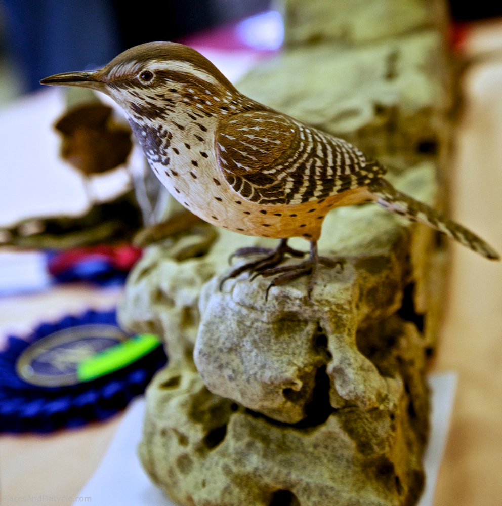Cactus Wren
