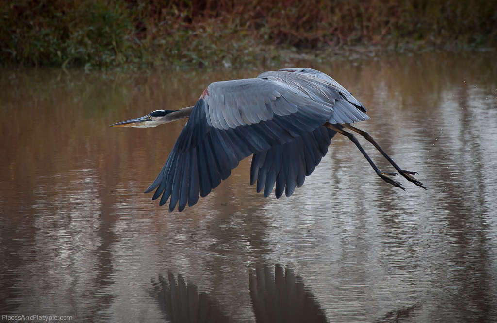 Great Blue Heron takes off