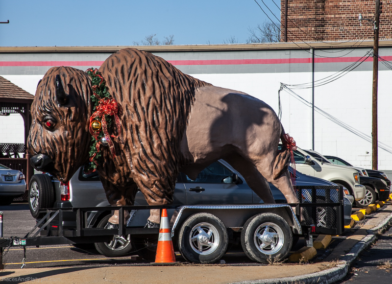 This buffalo is auditioning for a chance to pull Santa's sleigh.