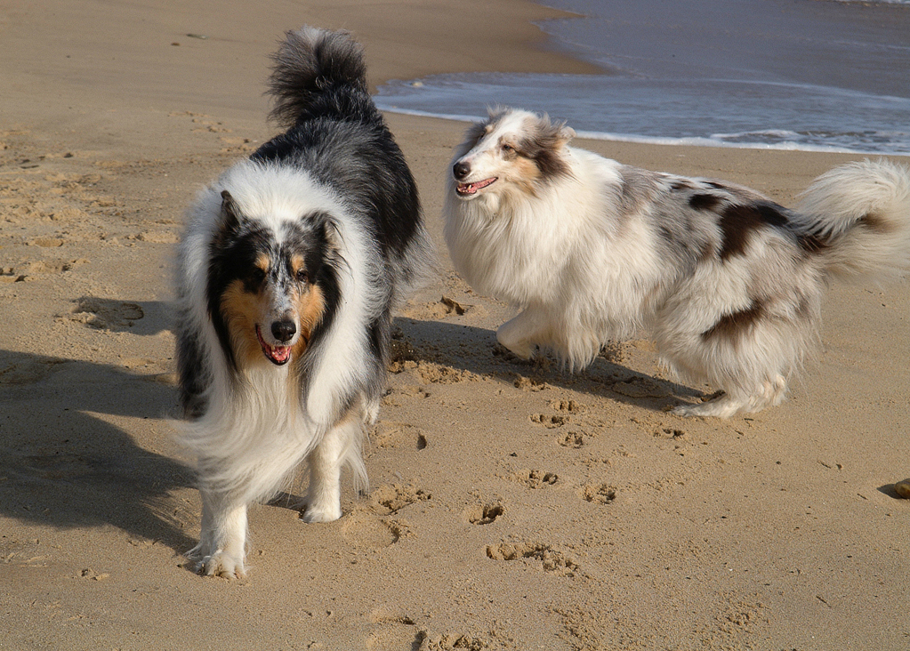 Newton and Frida were great friends. Here they are running on the beach below Montauk Lighthouse.