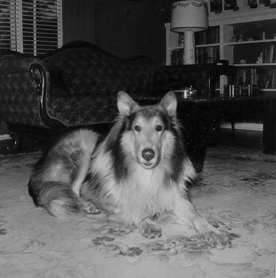 This is Lancelot.  He was my first collie and I loved him from third grade until he went to doggie heaven shortly after I graduated from college. He ran free his whole life.