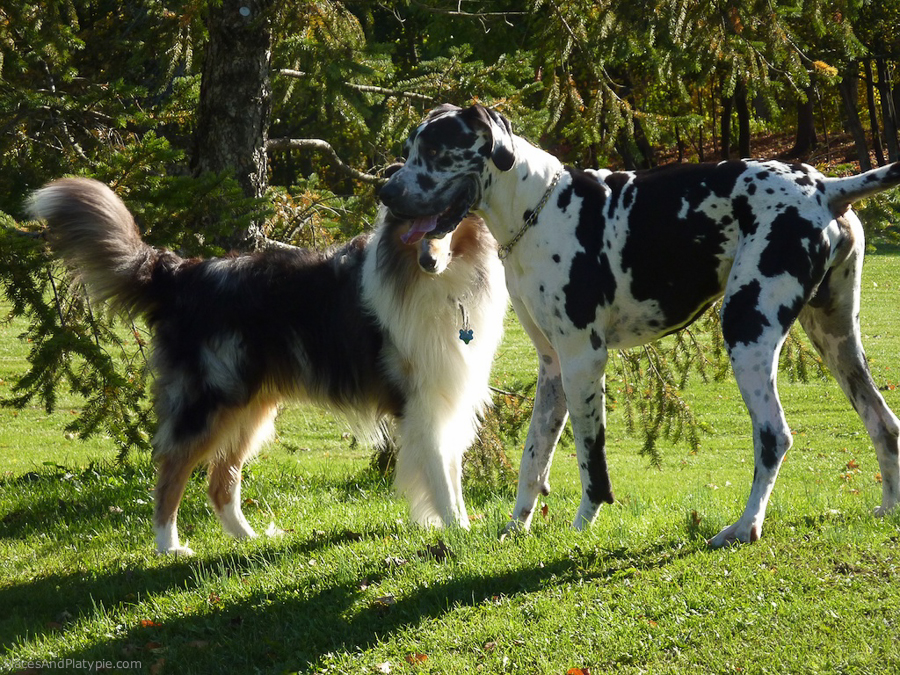 Sully and Harlequin friend enjoy some off leash time on the lake bank..