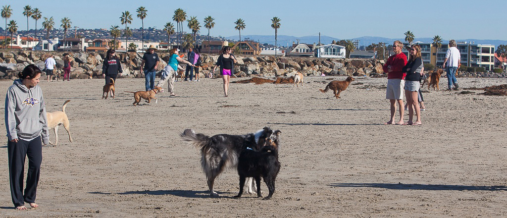 Dog Park - Ocean Beach, San Diego