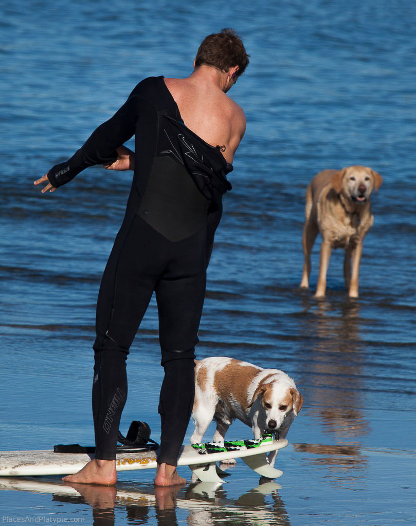 Surfin' Dog Dudes