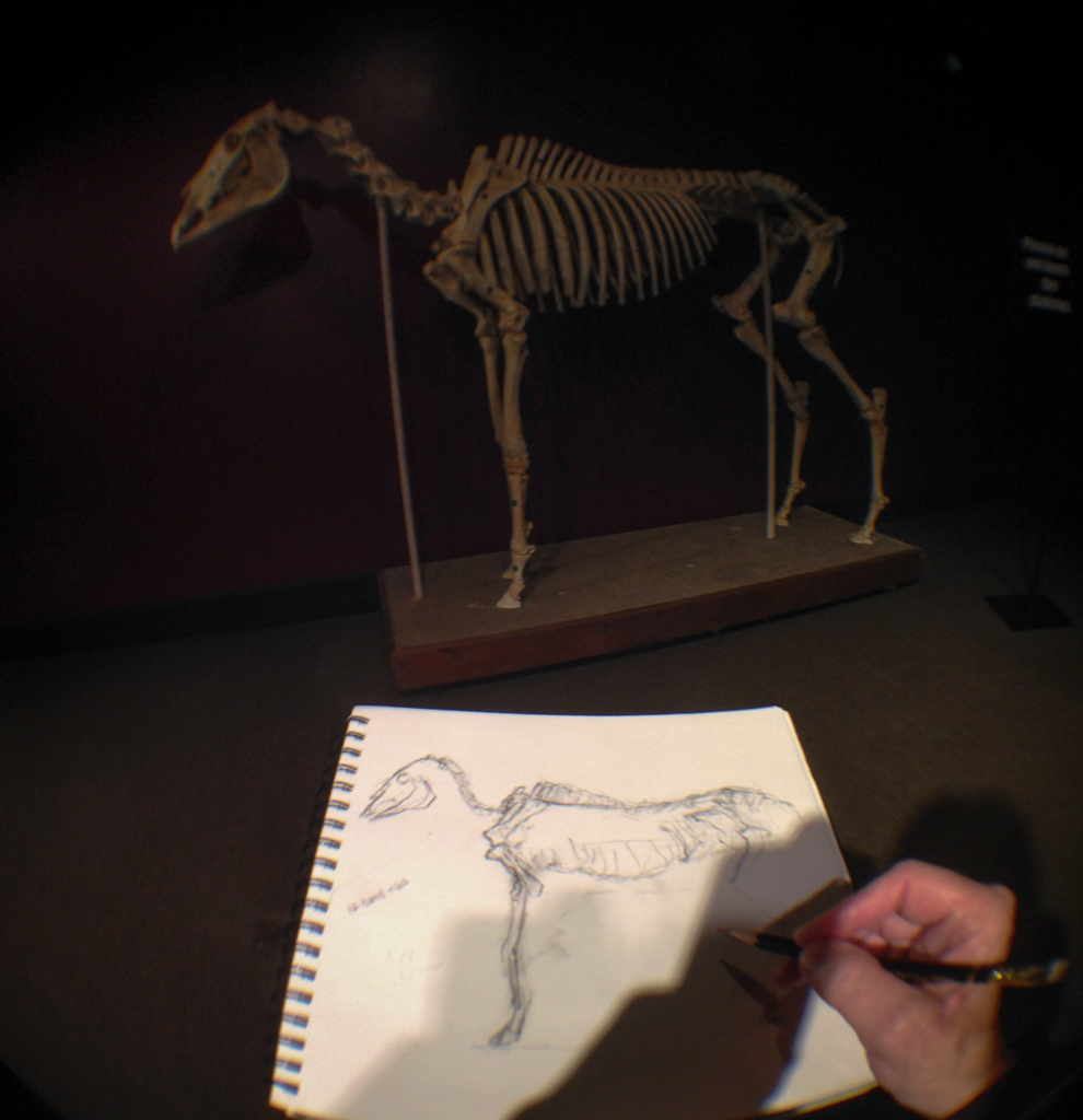 First, I’ll try drawing the skeleton in the muiseum. It’s located in a dark and empty gallery on the lower level, with only one spotlight. That piercing beam allowed me to see my errors and struggles quickly. I call this the short-necked horse. But at least now I understand how their legs work. Ha!